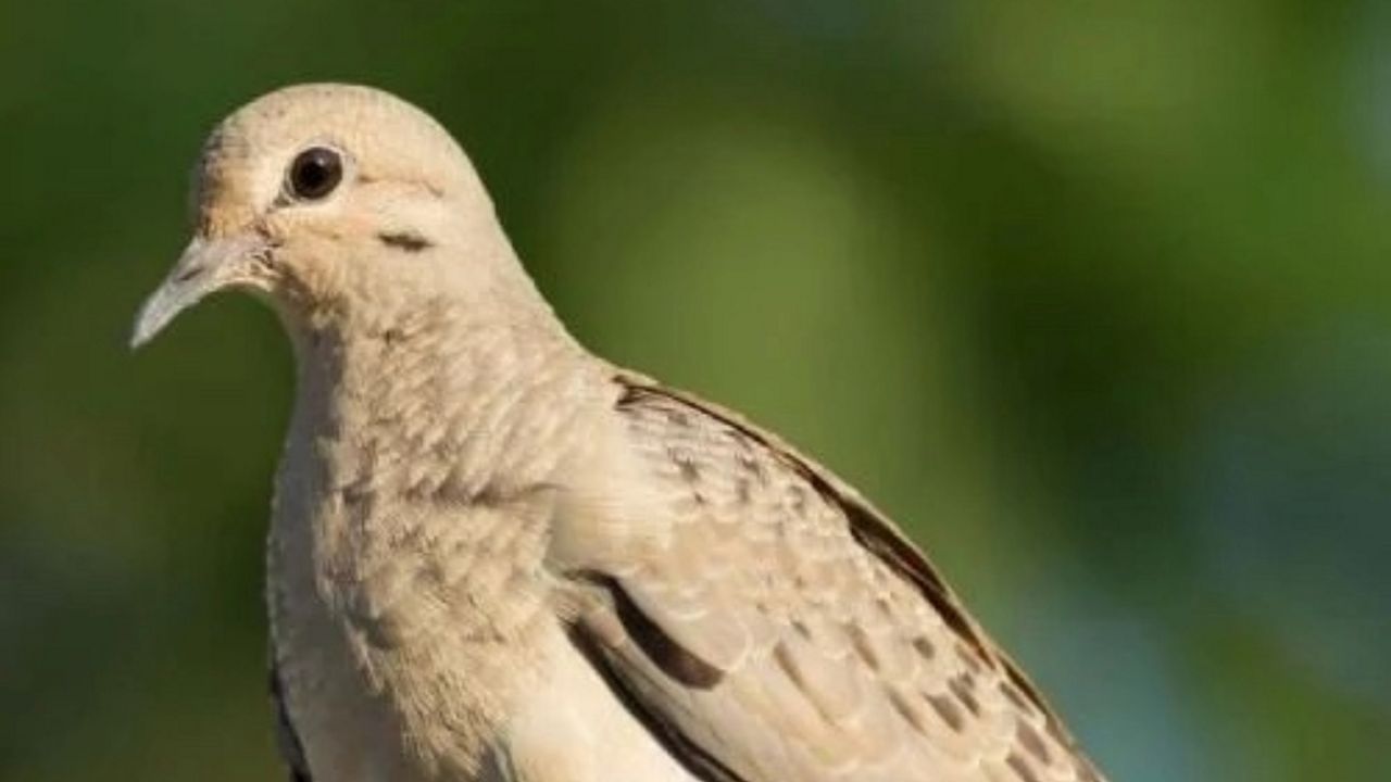 Dove hunting season opens in Missouri on Sept. 1