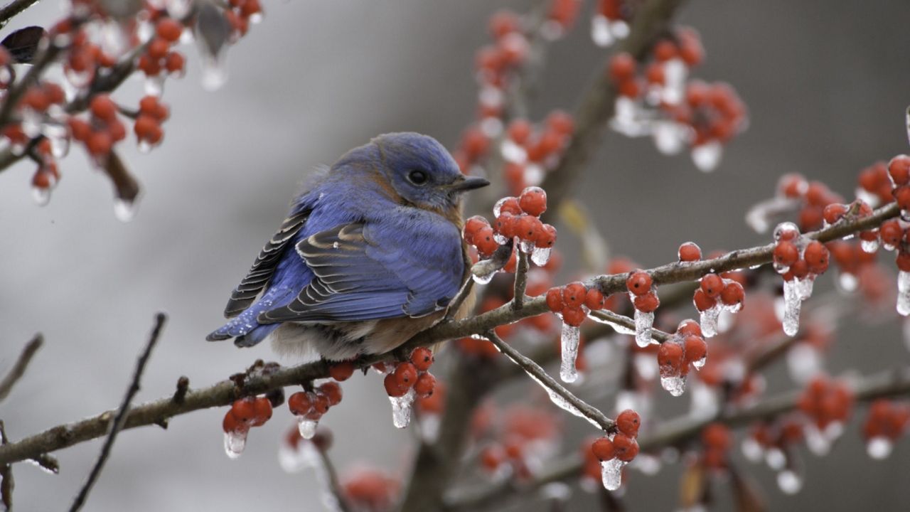 Eastern Bluebird  Missouri Department of Conservation