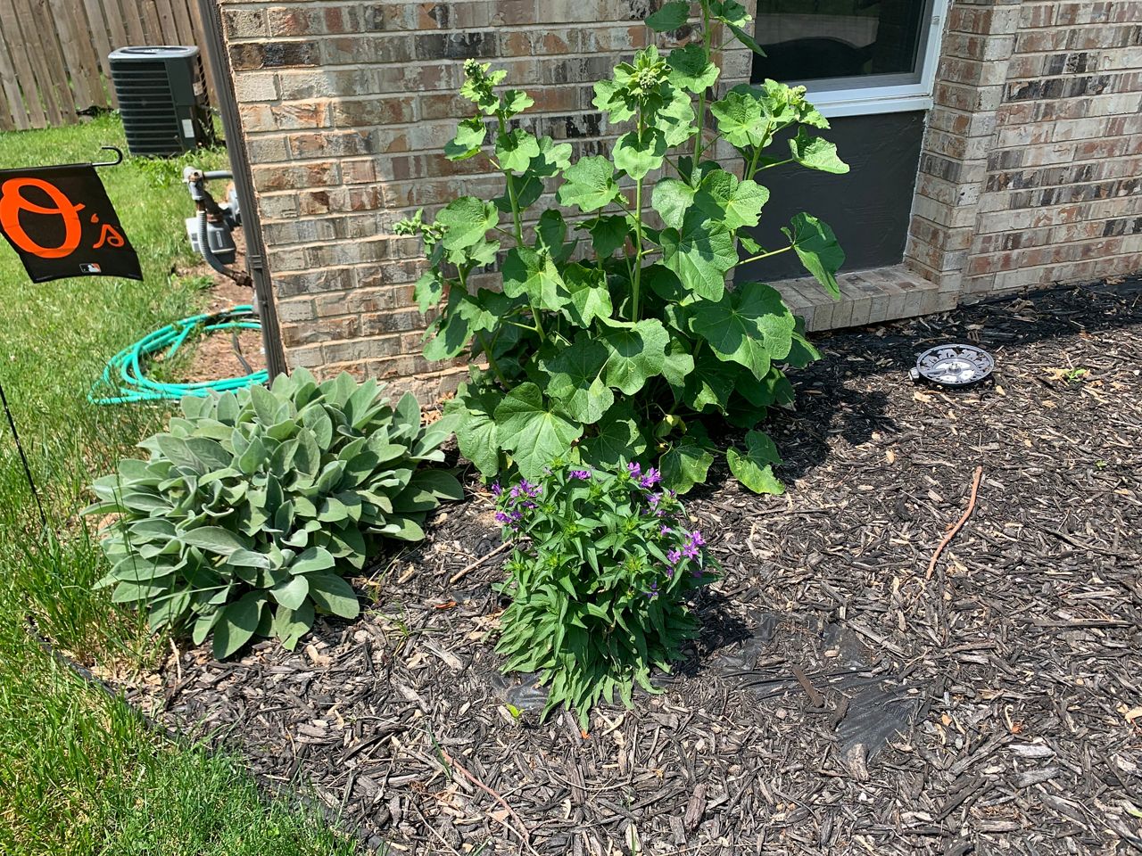 Three plants in a garden near St. Louis, Mo.