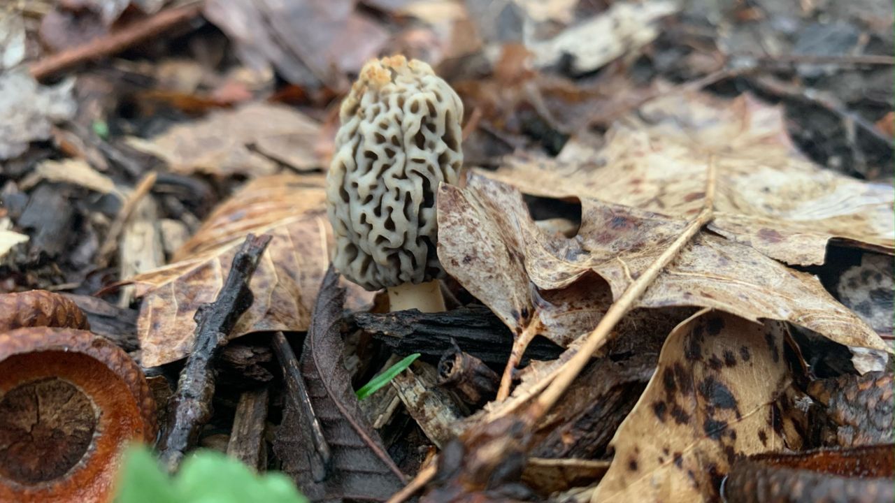 Finding morel mushrooms in Missouri takes skill and luck