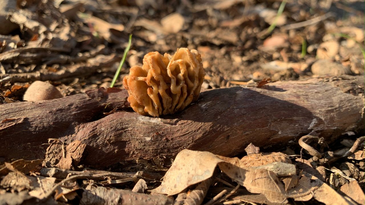Finding morel mushrooms in Missouri takes skill and luck