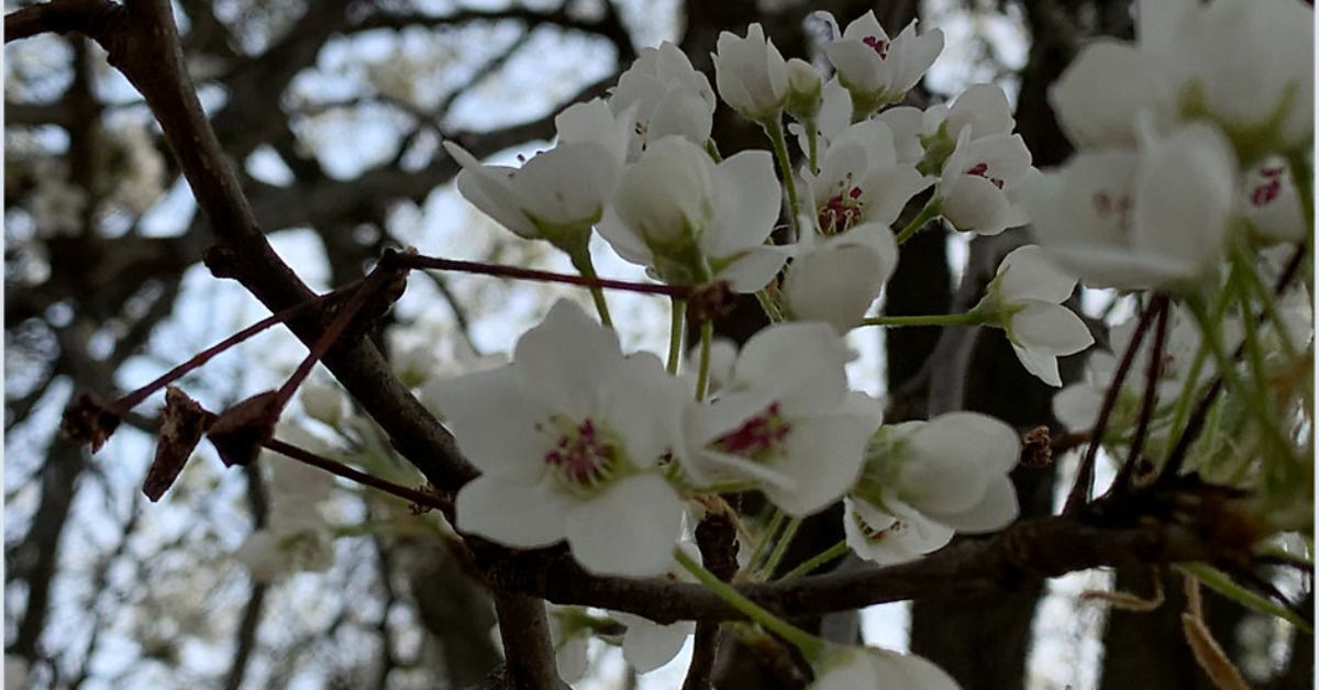 Callery pear trees