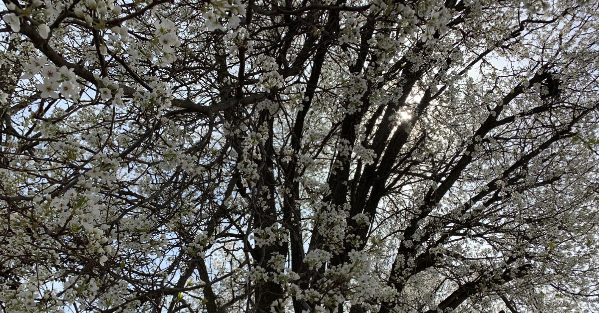 Bradford pear tree in full bloom.