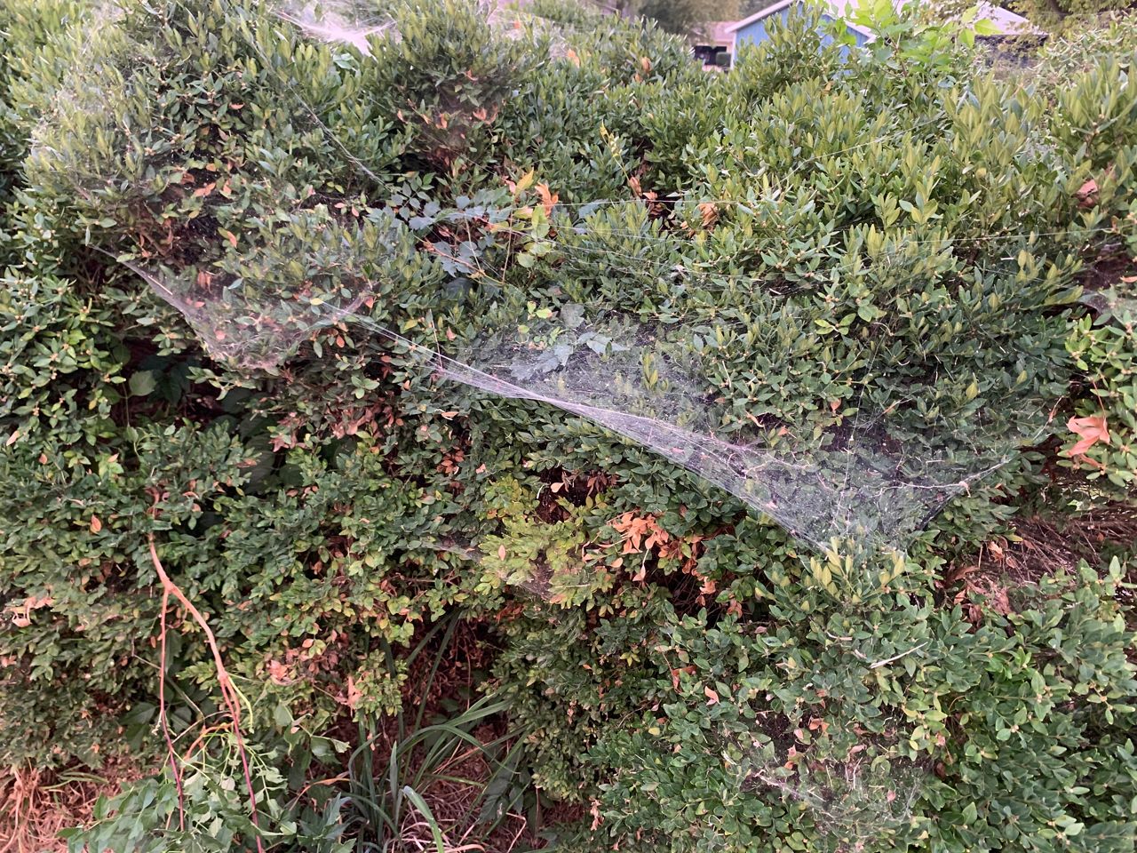 Spider webs on bushes in the fall.