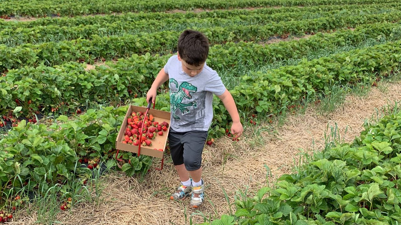 Shortened strawberry season at one local farm thanks to weather