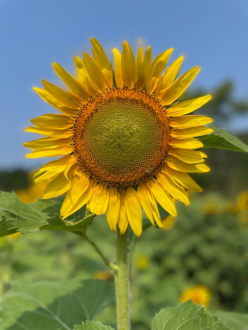 Sunflowers reach peak bloom despite earlier drought concerns