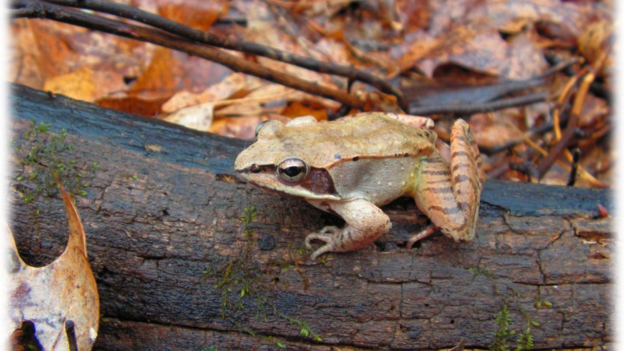 Frozen frogs: The skill that helps them survive the winter