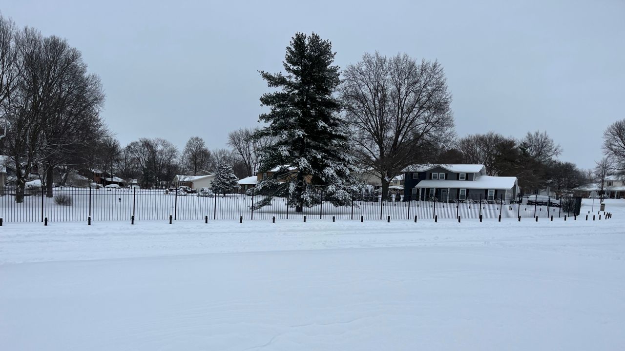 snow on trees