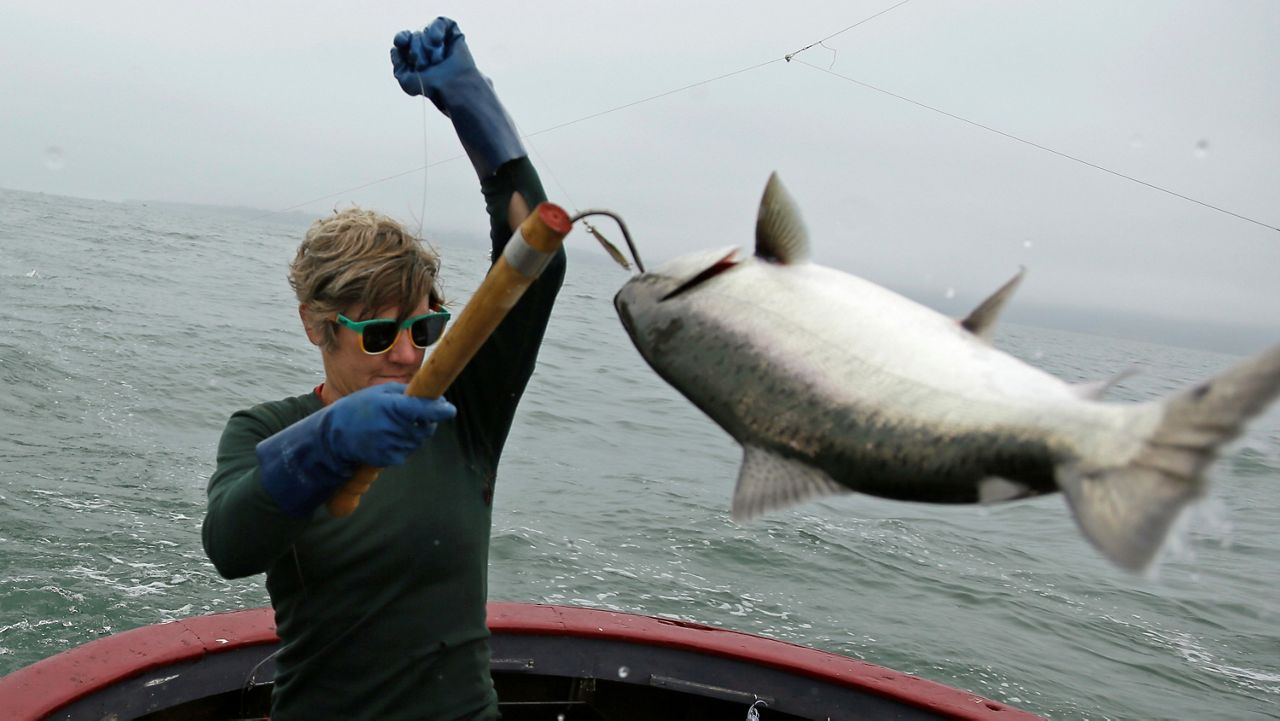 Sarah Bates hauls in a chinook salmon on the fishing boat Bounty near Bolinas, Calif., Wednesday, July 17, 2019. (AP Photo/Eric Risberg,File)
