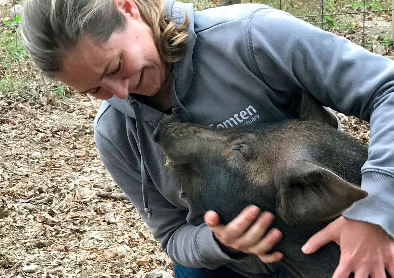 Animal sanctuary, farm team up to save pig from slaughter