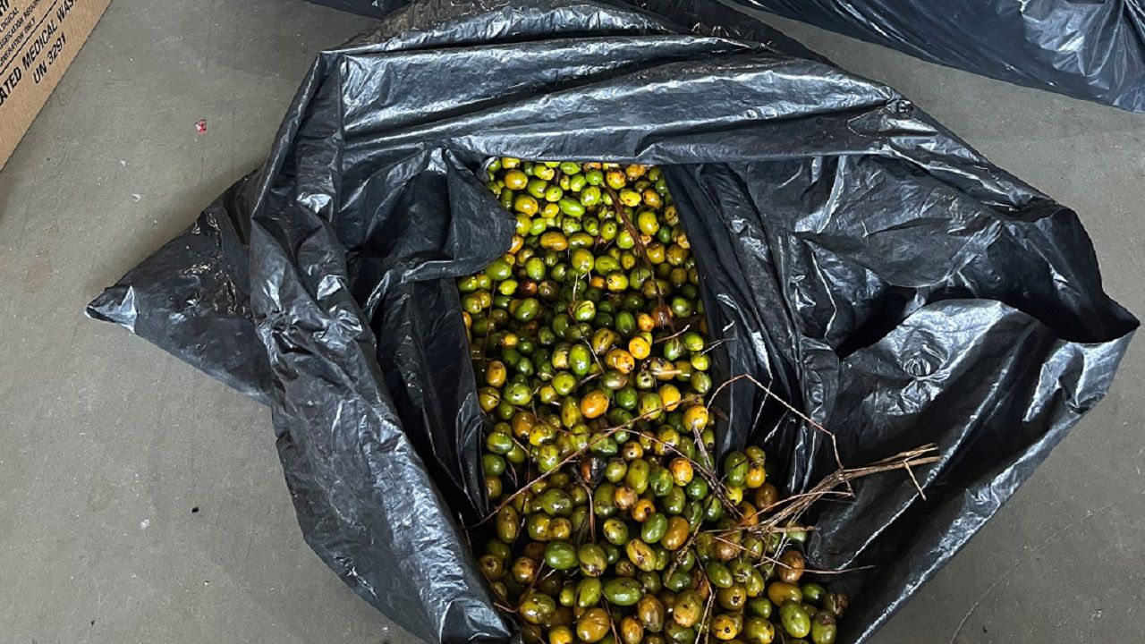 2 accused in robbery of 800 pounds of saw palmetto berries