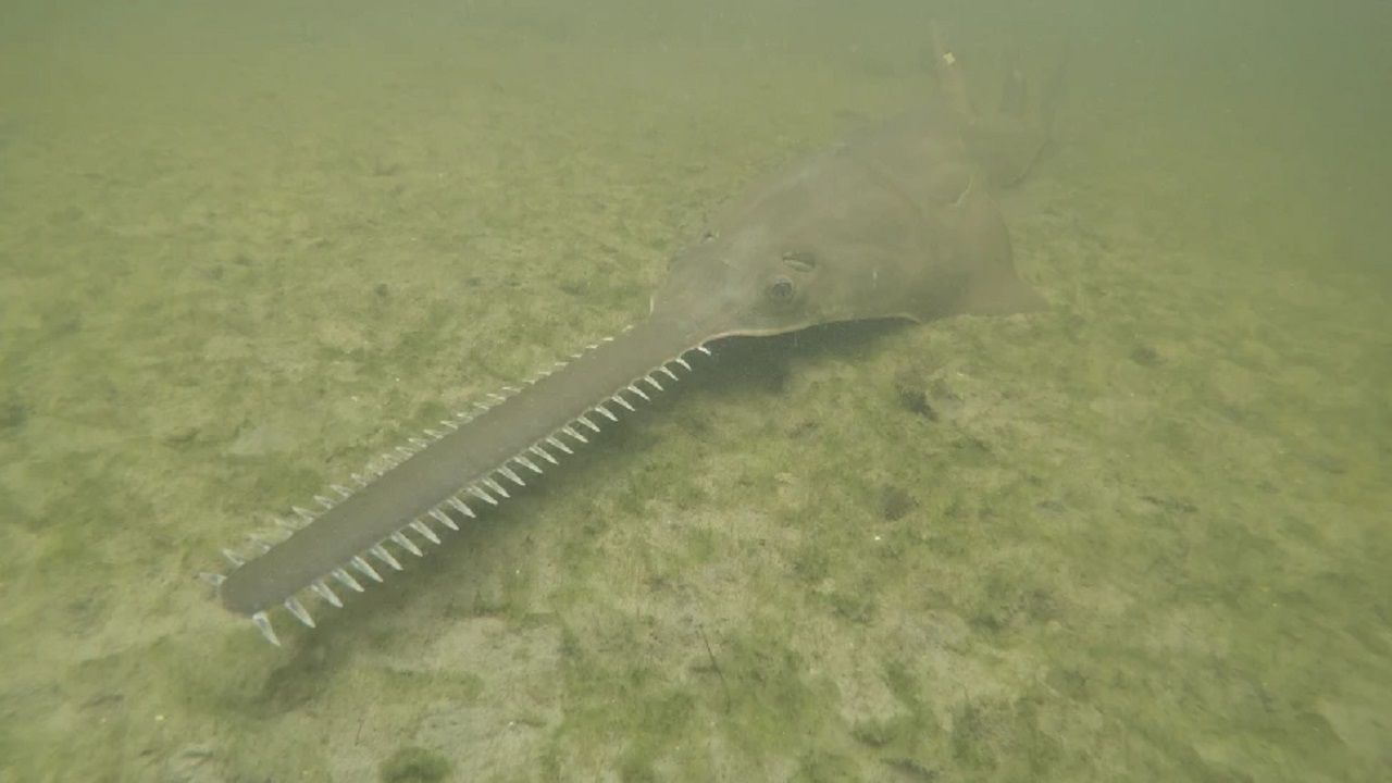 Researchers eyeing toxic algae in sawfish deaths