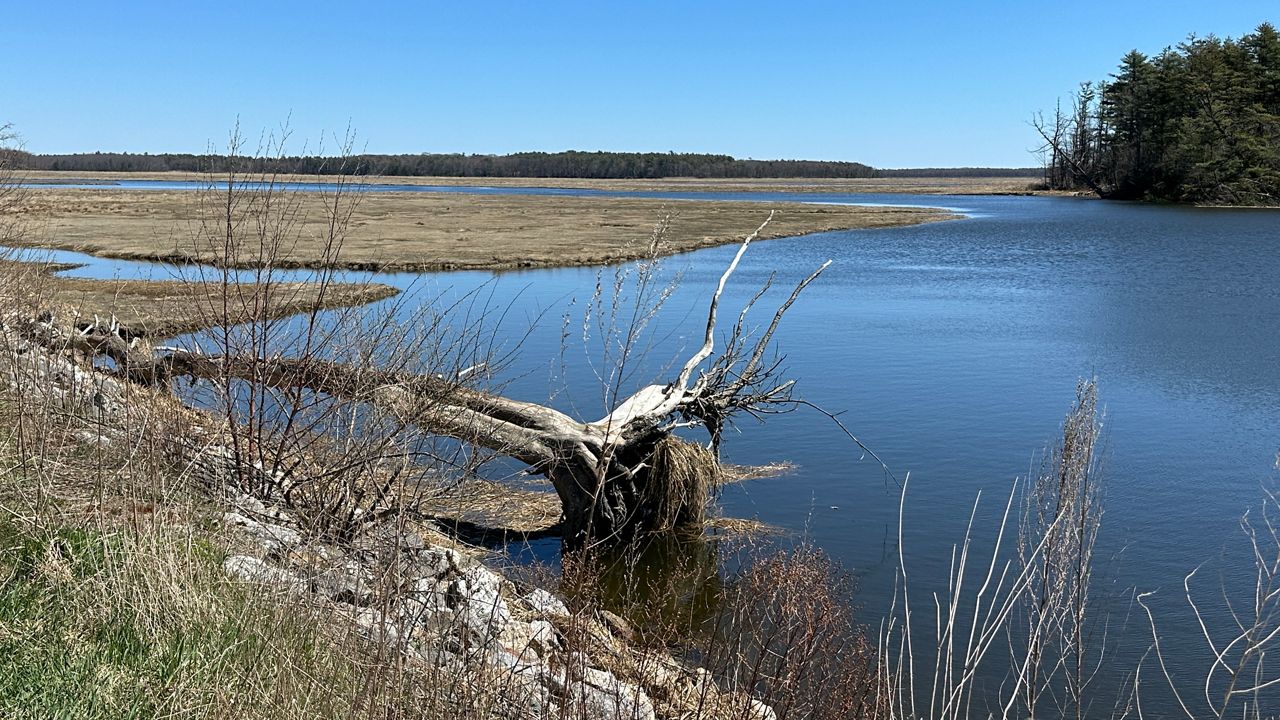 The Scarborough Marsh will get $1.4 million in federal funds to help restore the coastal ecosystem. (Spectrum News/Susan Cover)