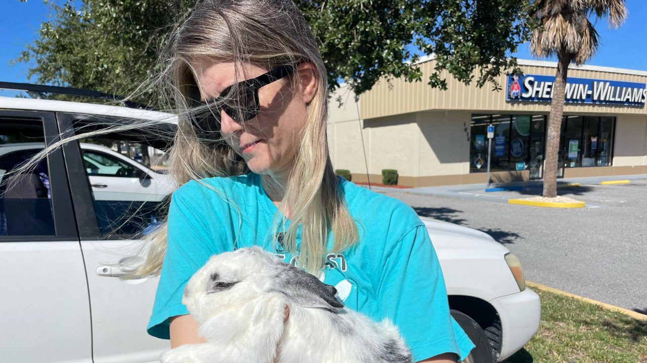 Dumped pet bunnies becoming problem in Brevard County