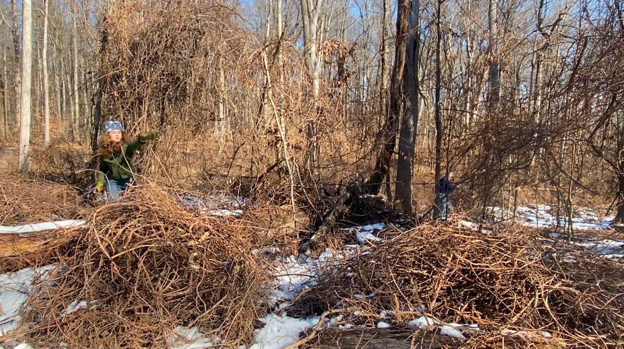 Nonprofit fighting invasive plant species in the Berkshires