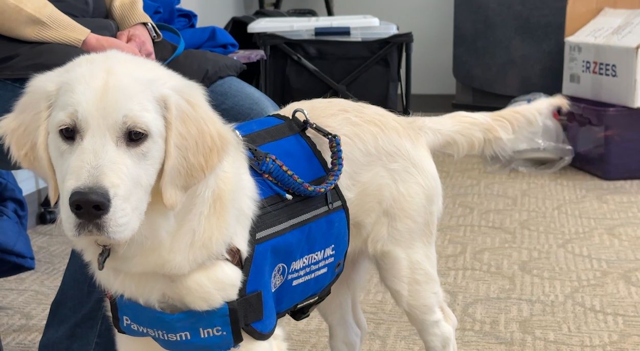 Pawsitism trains service dogs for children with autism