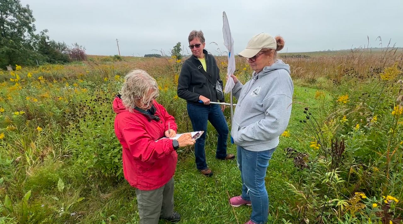 Volunteers with the Southern Wisconsin Bird Alliance tag monarch butterflies to track migration