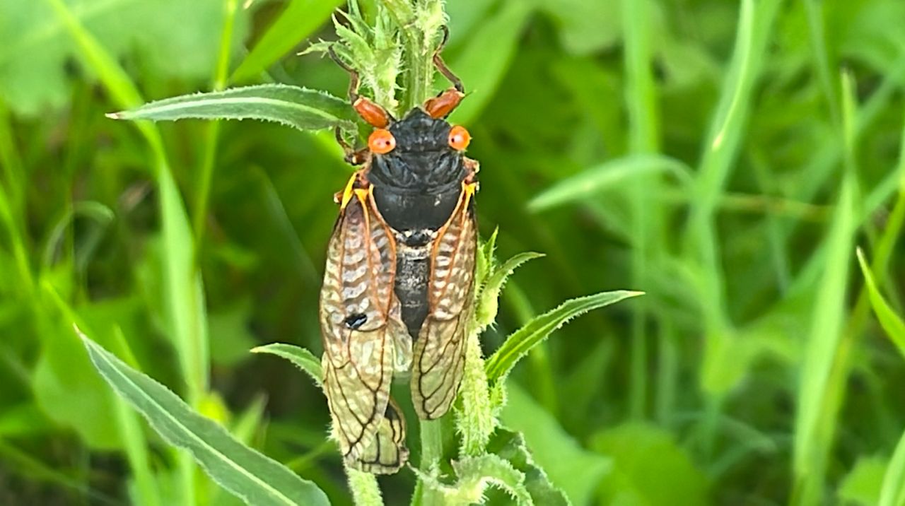 Lake Geneva residents back cicadas