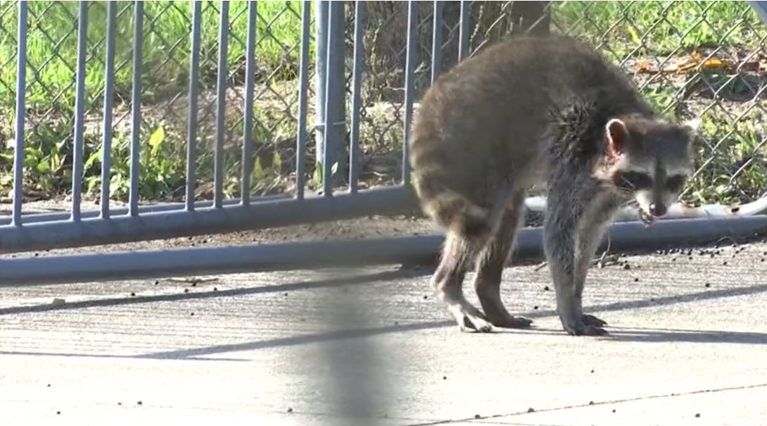 Public health officials warn residents about raccoons