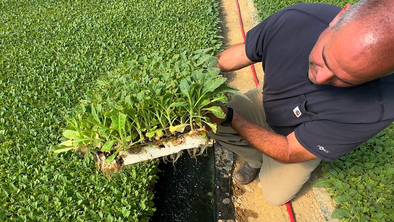 Brooks Barnes looking at his hydroponic greenhouse, growing tobacco. (Dwyane White/ Spectrum News 1)