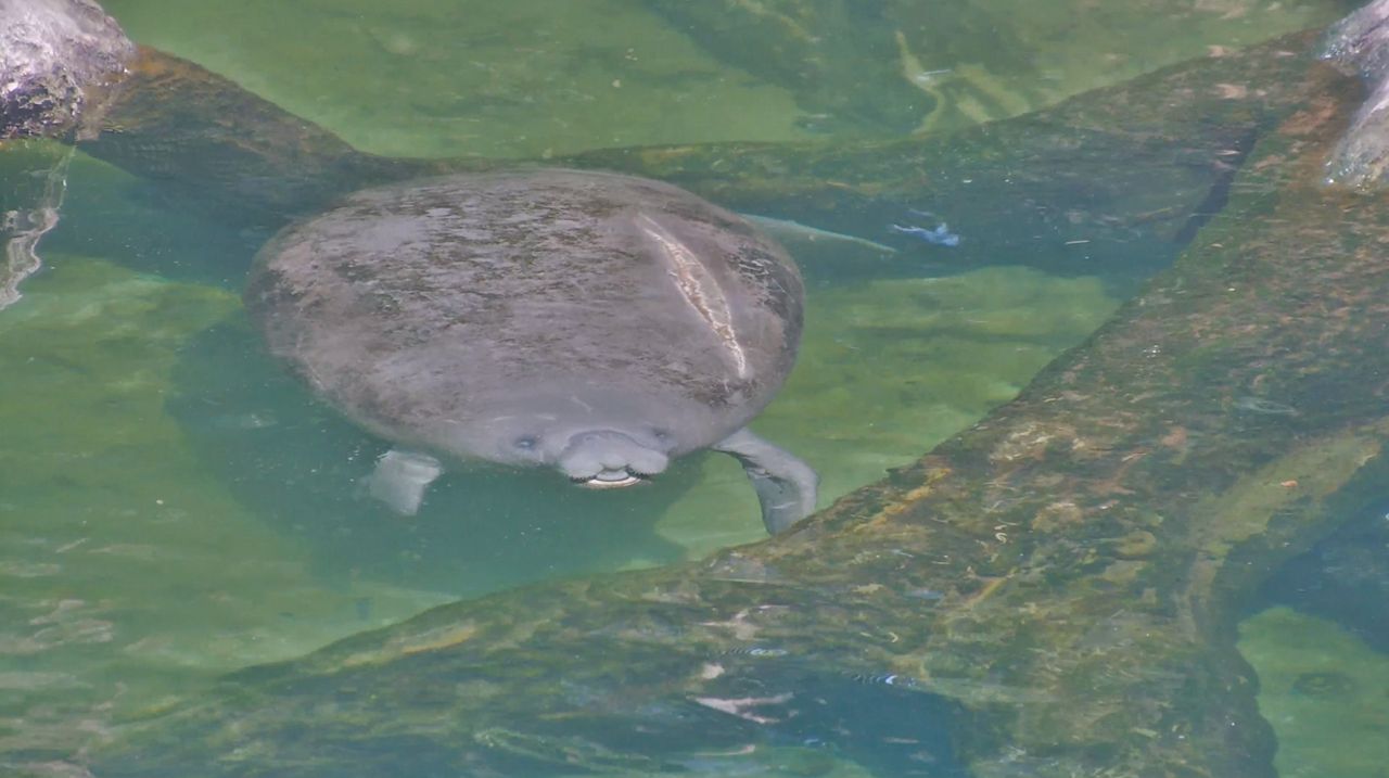 Save the Manatee Club Adoptee Selena was spotted at the spring run in Blue Spring State Park on May 6th, 2025