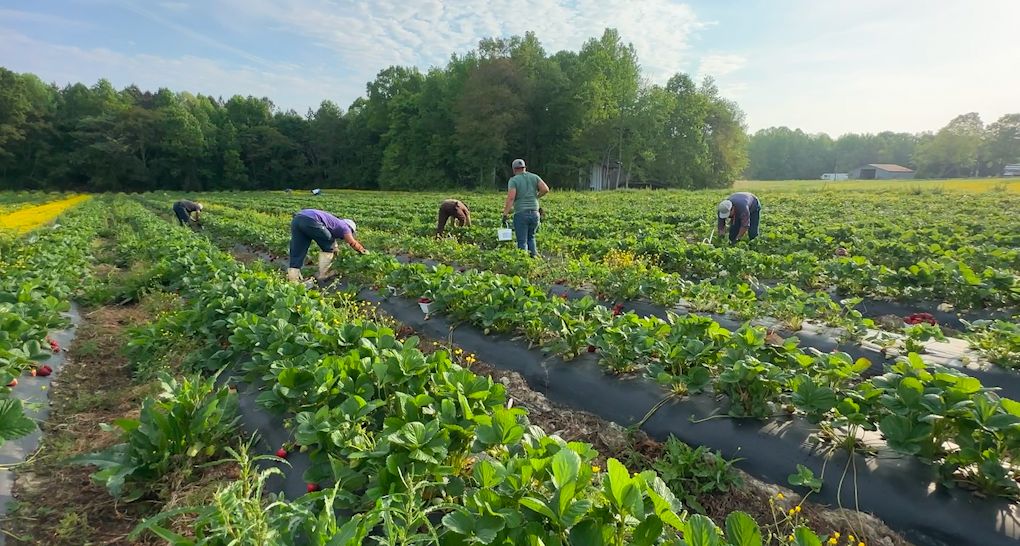 H-2A visa workers pick strawberries on Whitaker Farms in Climax. (Charlton Wilson/ Spectrum News 1)