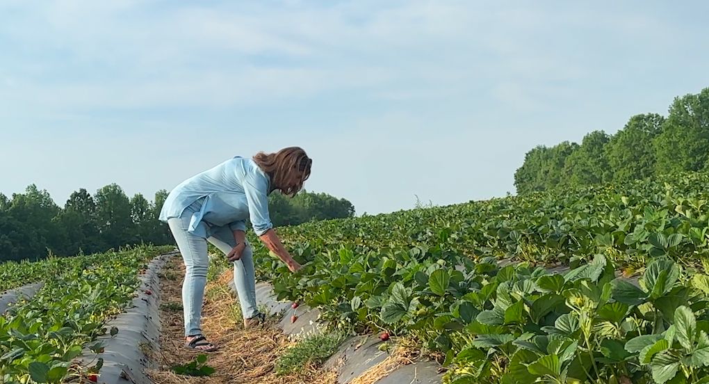 Faylene Whitaker looking at strawberries. (Spectrum News 1/Charlton Wilson)