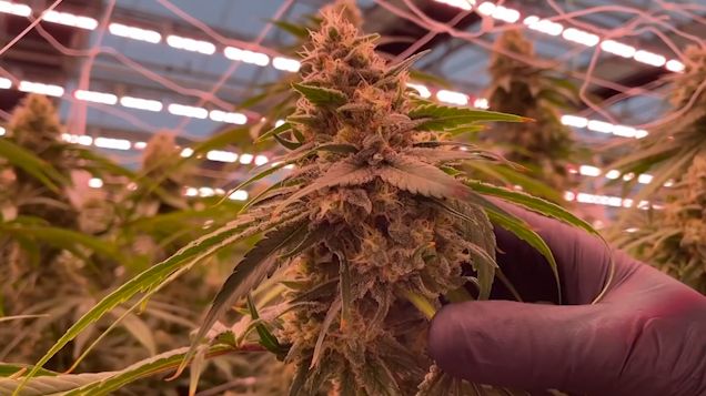 New York watching as White House considers classifying marijuana as less dangerous drug