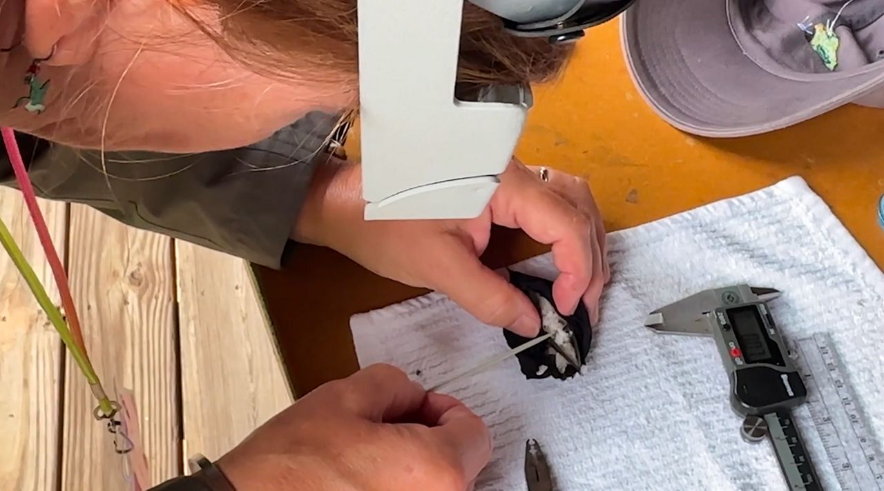 Susan Campbell placing a band on a hummingbird. (Spectrum News 1/ John Stampf)