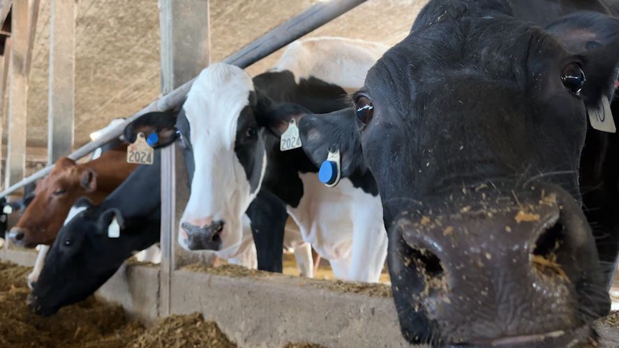 From farm to store, how dairy farmers weather the cold to ensure supply