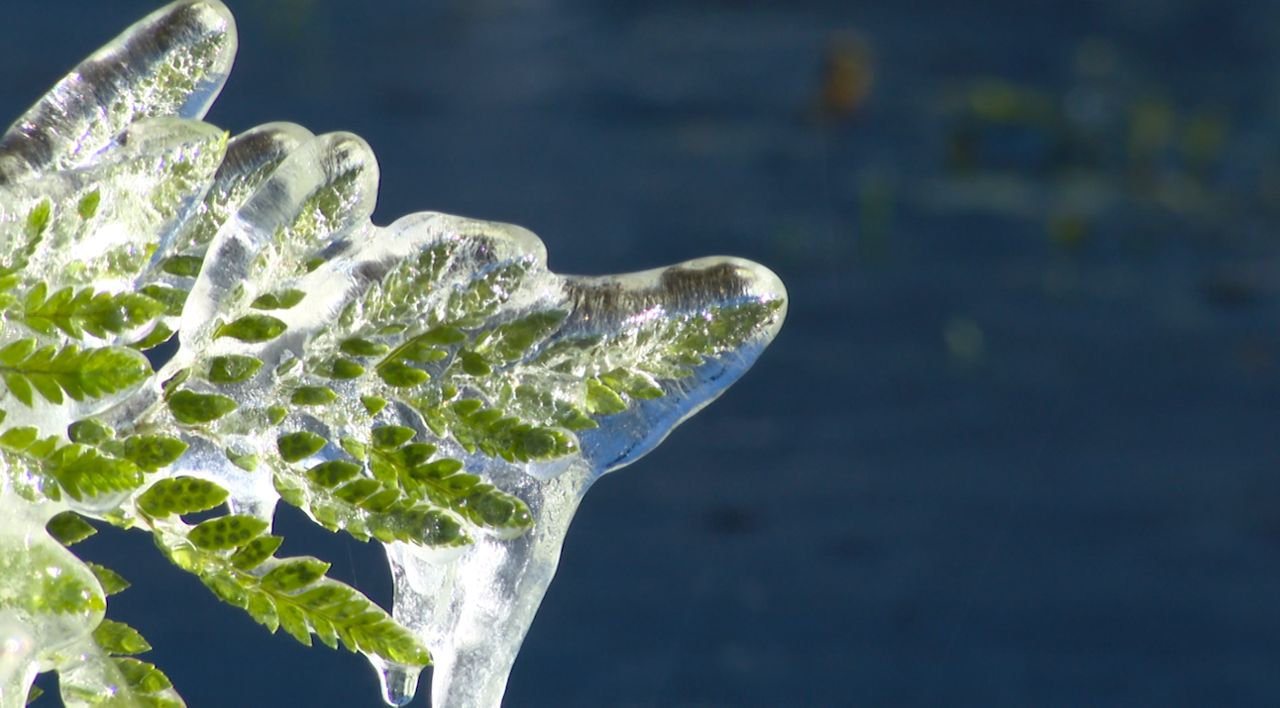 Volusia County fern farmers battle freezing temps