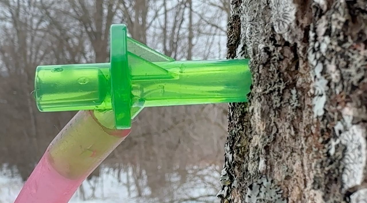 Cold temperatures critical for New York maple syrup season