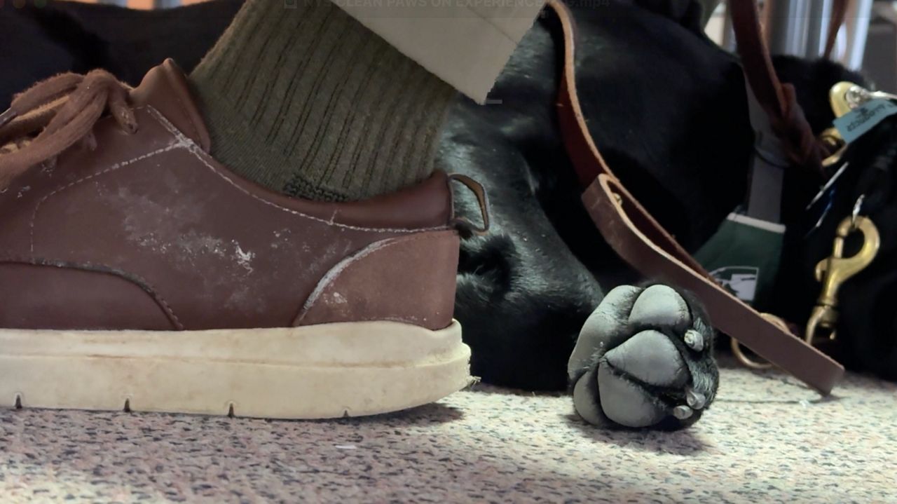 College student receives 'paws-on' experience teaching a guide dog on campus