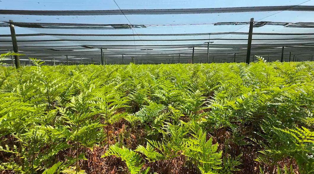 Central Florida businesses hit by February freeze can now apply for SBA disaster loans