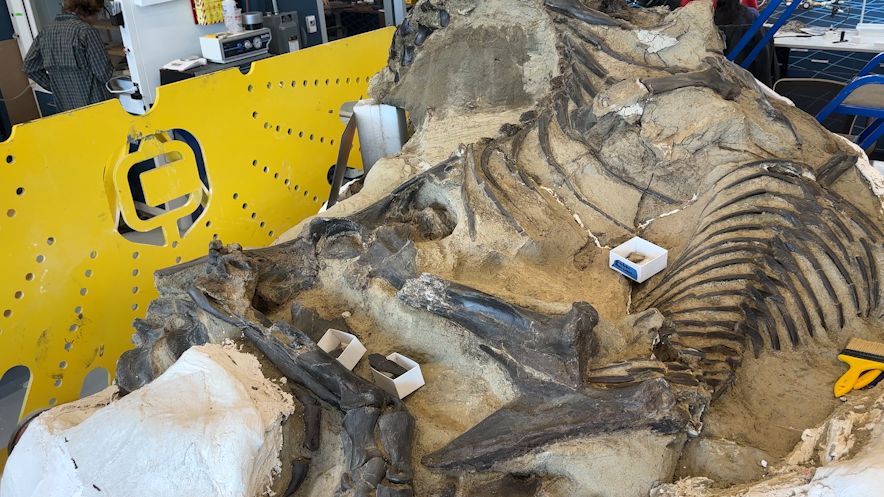 A chance to work with rare dinosaur fossils is bringing students to North Carolina