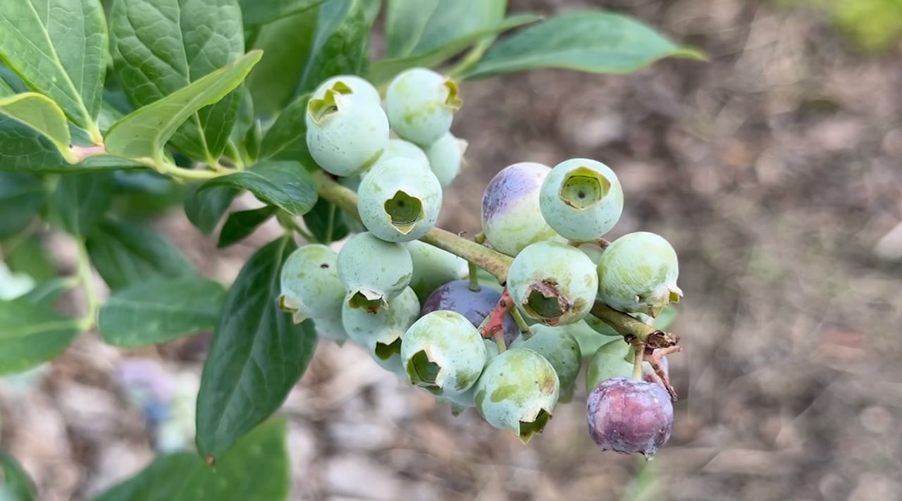 Keel Farms kicks off 17th annual Blueberry Festival