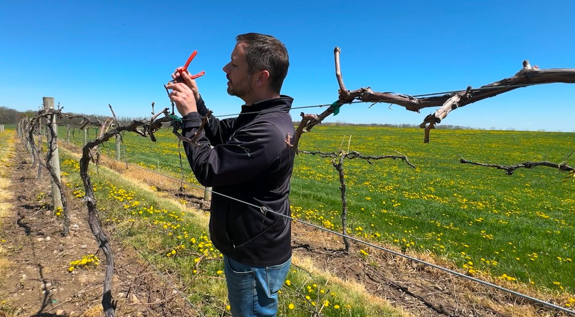 Sips of the season: New York state winemakers respond to cold snap