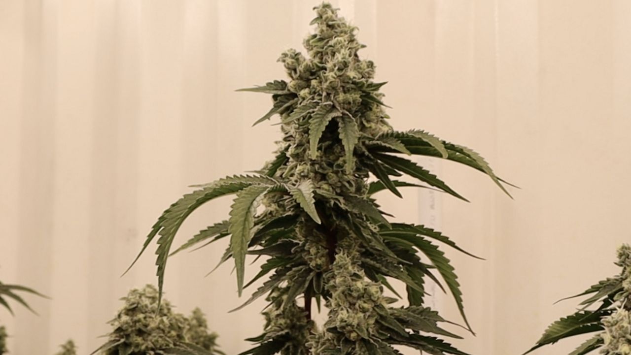 'It legitimizes us federally': Texas marijuana leaders react to medical marijuana reclassification