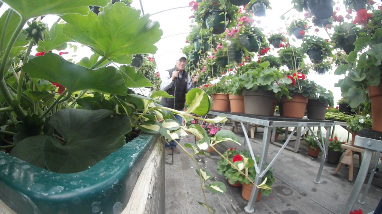 Sun Prairie co-op farm producing thousands of flowers