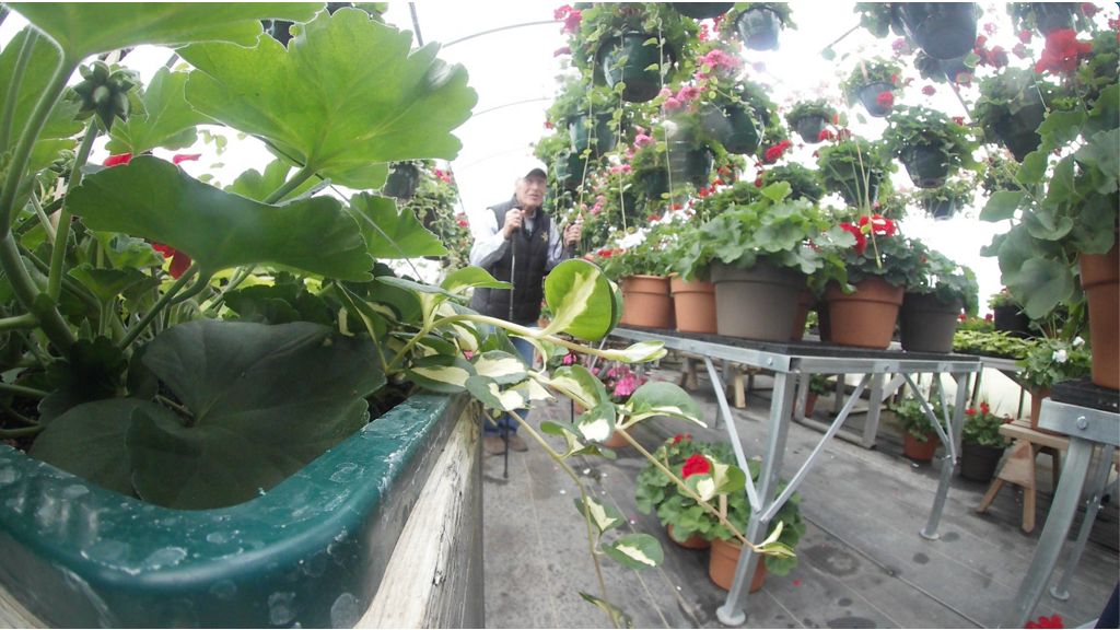 Sun Prairie co-op farm producing thousands of flowers