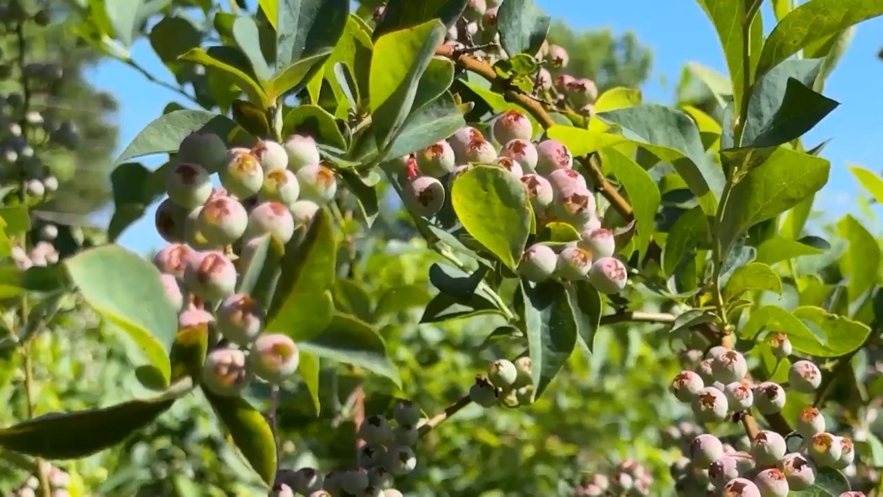 AI-driven app aims to help farmers cut costs and pick the best blueberries