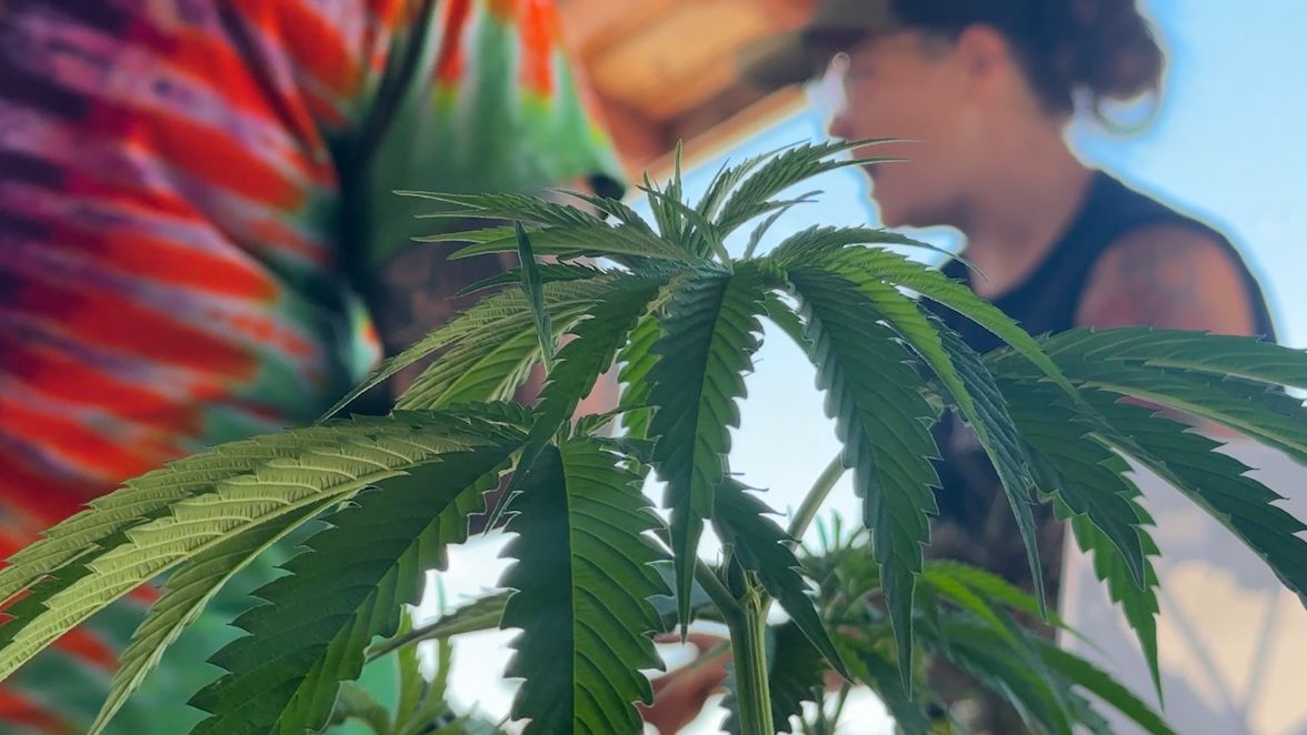Microbusinesses celebrate New York state’s first cannabis showcase