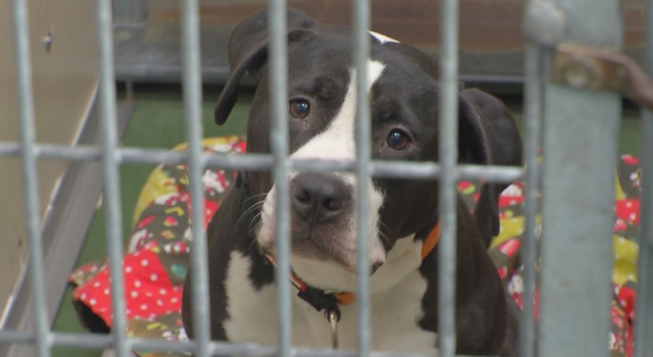 A ‘ruff’ sentence: Local laws surrounding animal abuse continues to grow