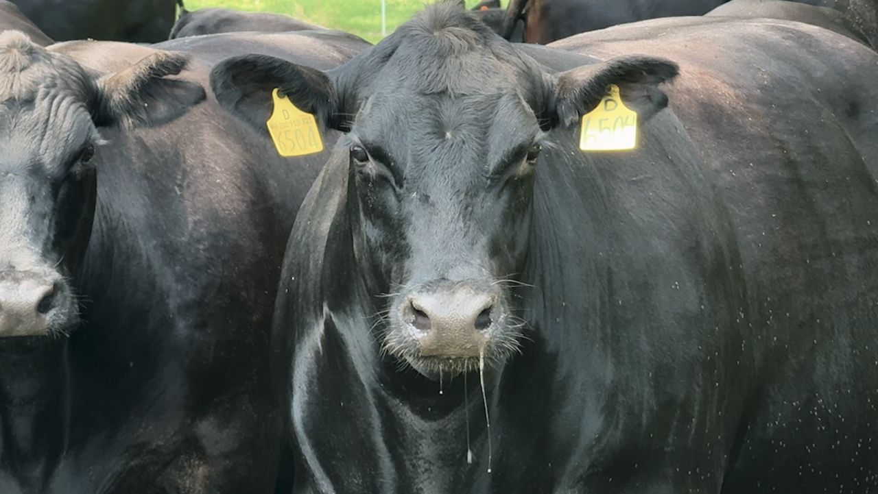 Cattle farmers are struggling with low rain levels. How it could impact your wallet