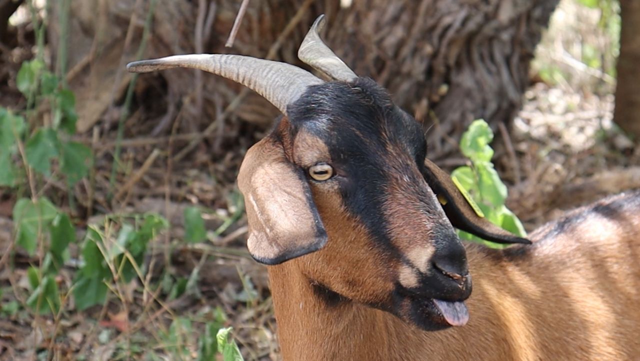 Trail conservation group using goats to clear poison ivy in Austin