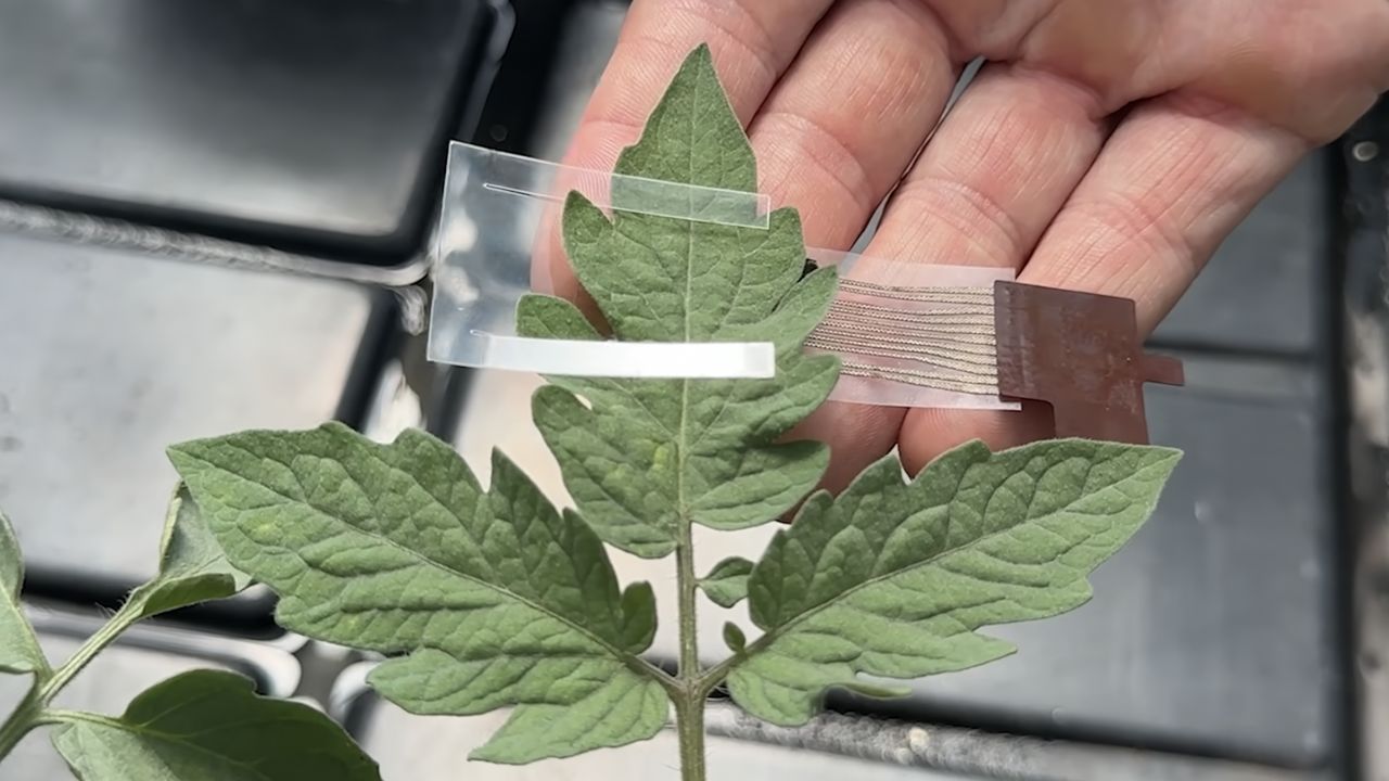 A device that smells plants? How this small patch could help prevent crop loss
