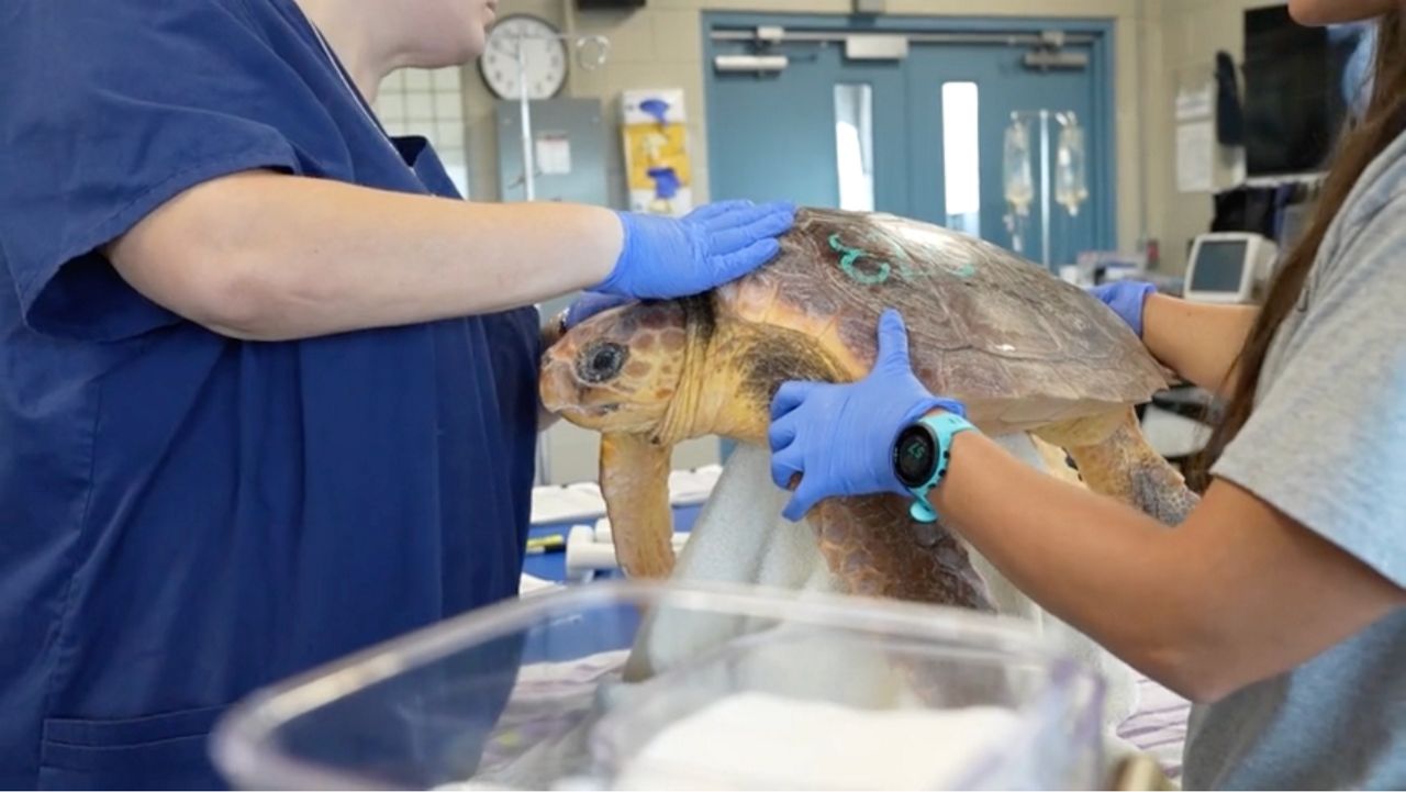 Florida Aquarium offers free admission to rehabilitation center for cold stun season