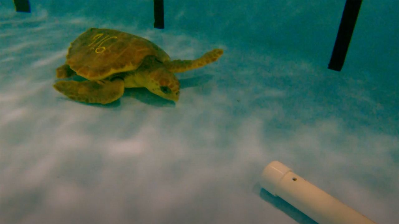 A total of 12 loggerheads and eight Kemp’s ridley sea turtles will spend the next 12 to 16 weeks at Johnny Morris’ Wonders of Wildlife National Museum and Aquarium, receiving round-the-clock care in a 16,000-gallon recovery pool. (Photo courtesy of Wonders of Wildlife)