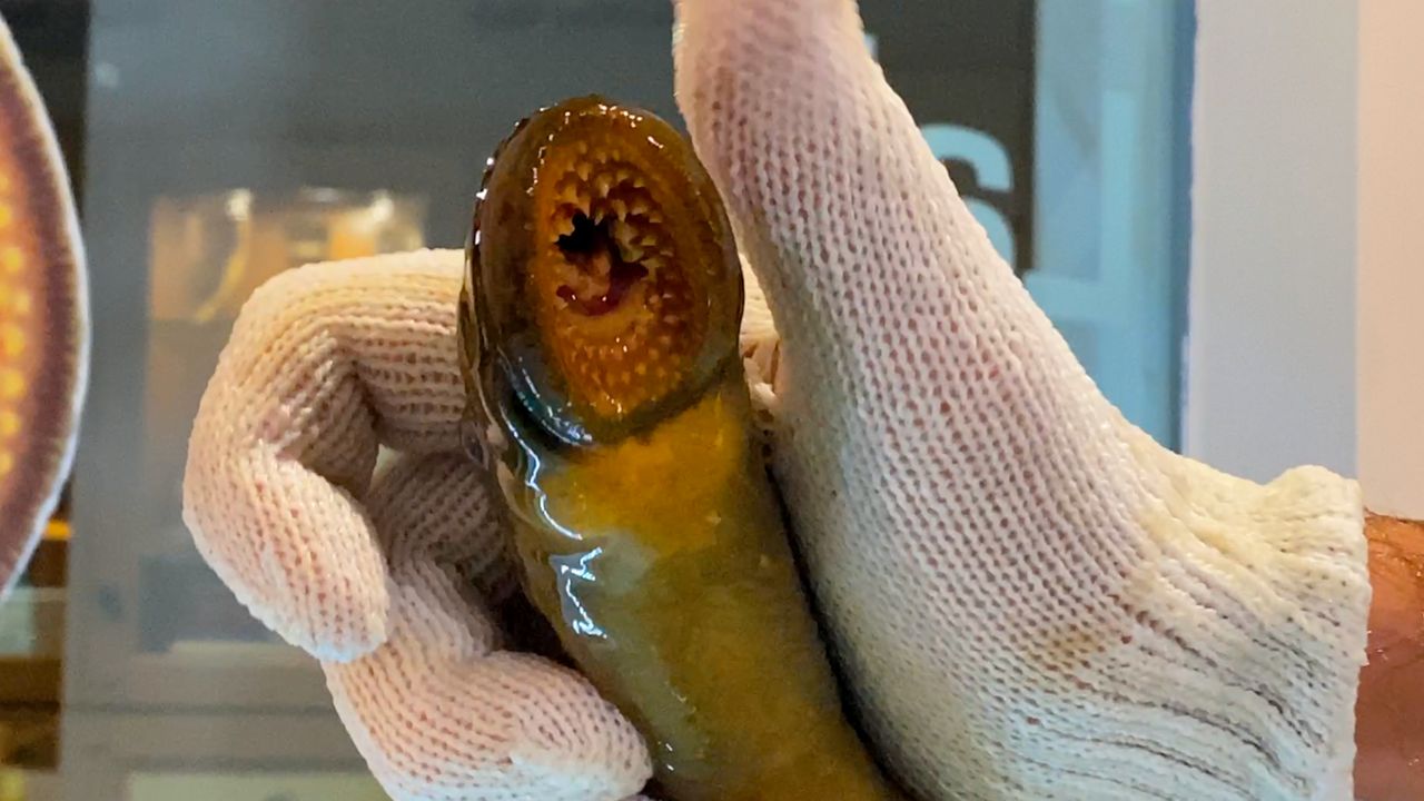 sea lamprey human bite