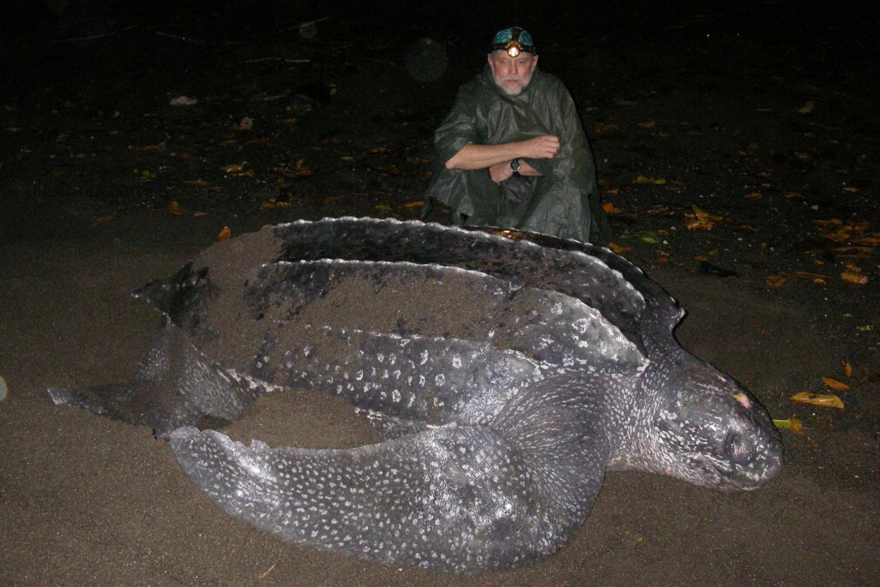 Steep decline in giant sea turtles seen off US West Coast
